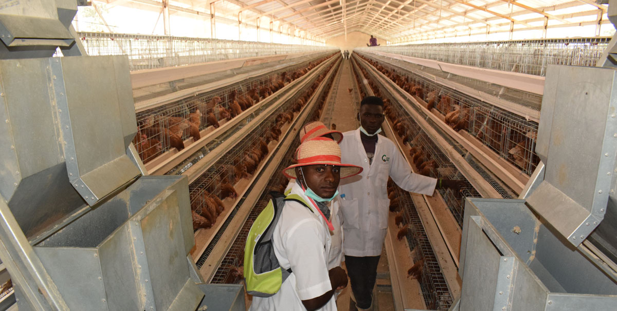 Poultry